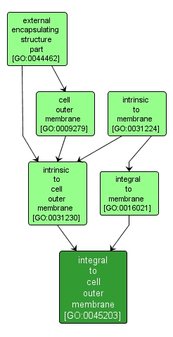 GO:0045203 - integral to cell outer membrane (interactive image map)