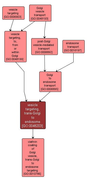 GO:0048203 - vesicle targeting, trans-Golgi to endosome (interactive image map)