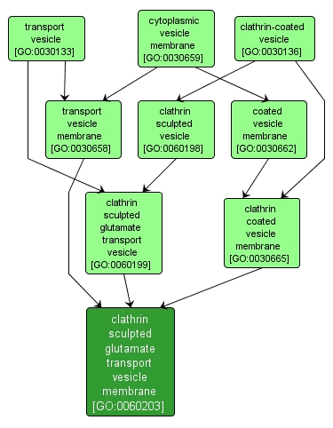 GO:0060203 - clathrin sculpted glutamate transport vesicle membrane (interactive image map)