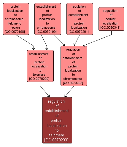 GO:0070203 - regulation of establishment of protein localization to telomere (interactive image map)