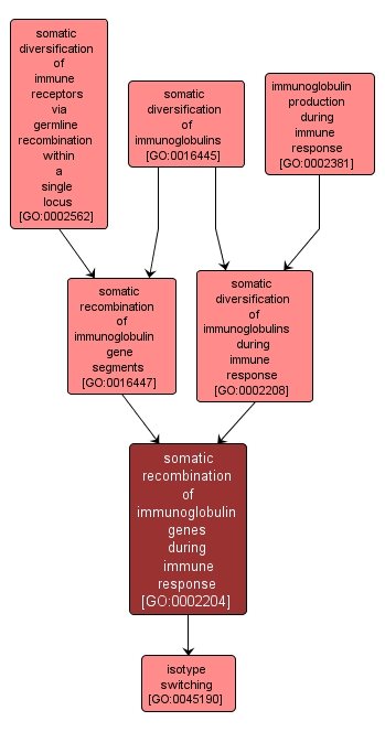 GO:0002204 - somatic recombination of immunoglobulin genes during immune response (interactive image map)