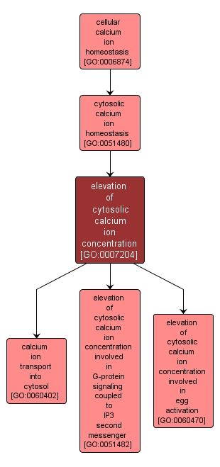 GO:0007204 - elevation of cytosolic calcium ion concentration (interactive image map)