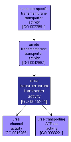 GO:0015204 - urea transmembrane transporter activity (interactive image map)