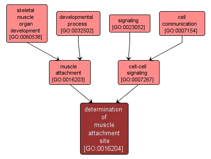 GO:0016204 - determination of muscle attachment site (interactive image map)