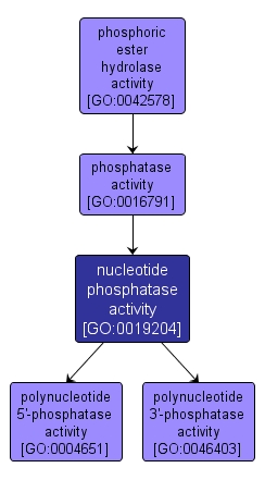 GO:0019204 - nucleotide phosphatase activity (interactive image map)