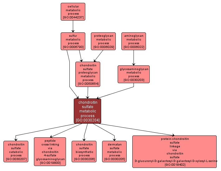 GO:0030204 - chondroitin sulfate metabolic process (interactive image map)