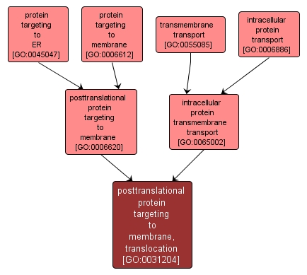 GO:0031204 - posttranslational protein targeting to membrane, translocation (interactive image map)