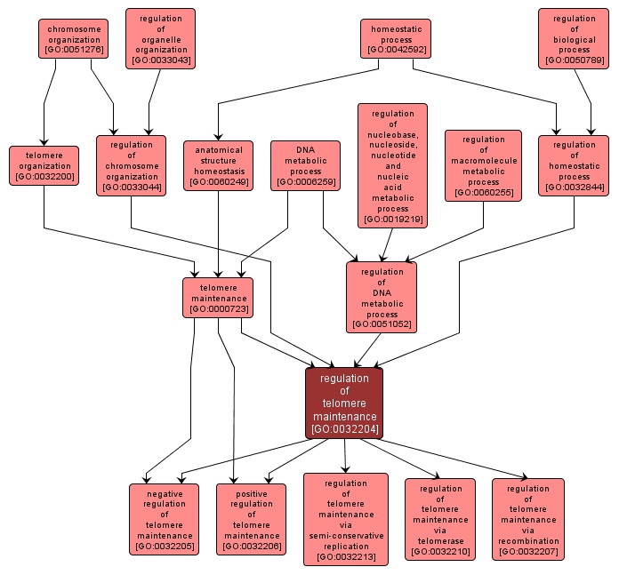 GO:0032204 - regulation of telomere maintenance (interactive image map)