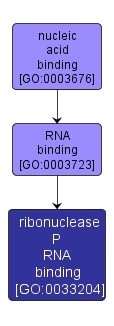 GO:0033204 - ribonuclease P RNA binding (interactive image map)