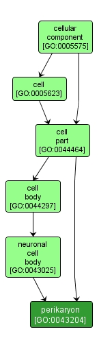 GO:0043204 - perikaryon (interactive image map)