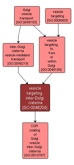 GO:0048204 - vesicle targeting, inter-Golgi cisterna (interactive image map)