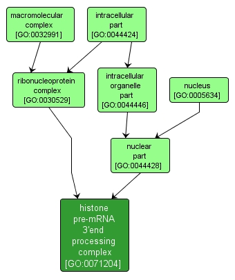 GO:0071204 - histone pre-mRNA 3'end processing complex (interactive image map)