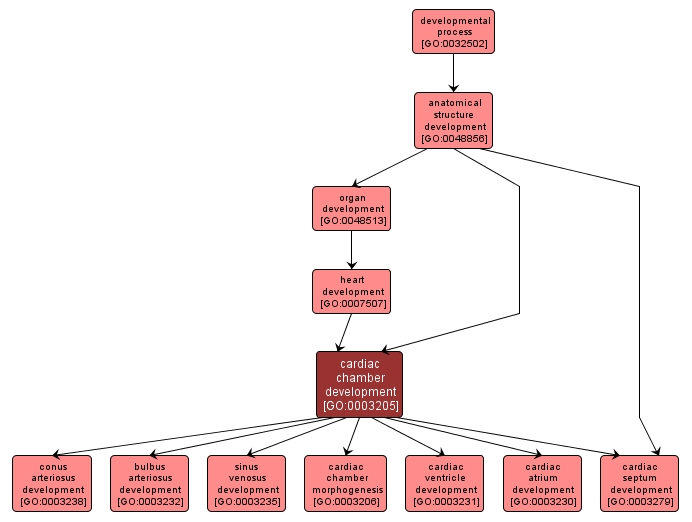 GO:0003205 - cardiac chamber development (interactive image map)