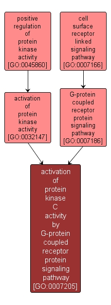GO:0007205 - activation of protein kinase C activity by G-protein coupled receptor protein signaling pathway (interactive image map)