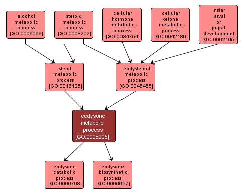 GO:0008205 - ecdysone metabolic process (interactive image map)