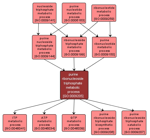 GO:0009205 - purine ribonucleoside triphosphate metabolic process (interactive image map)