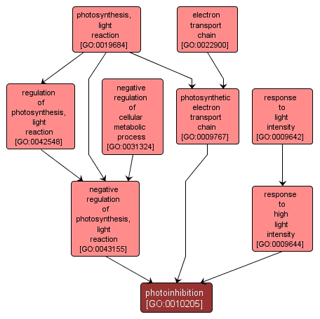 GO:0010205 - photoinhibition (interactive image map)