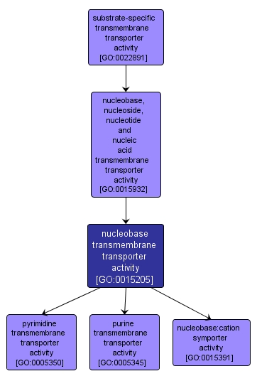 GO:0015205 - nucleobase transmembrane transporter activity (interactive image map)