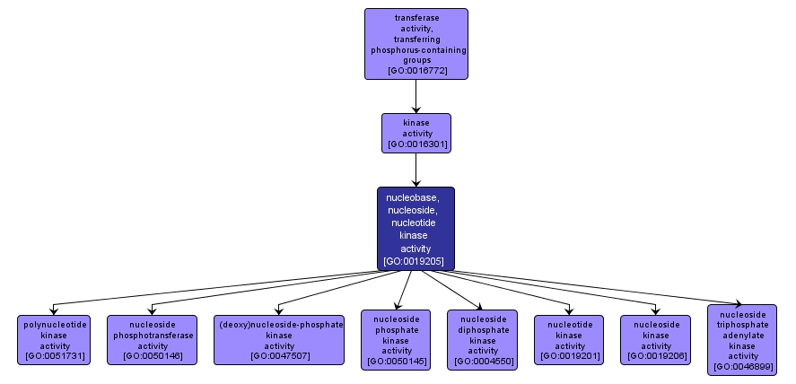 GO:0019205 - nucleobase, nucleoside, nucleotide kinase activity (interactive image map)