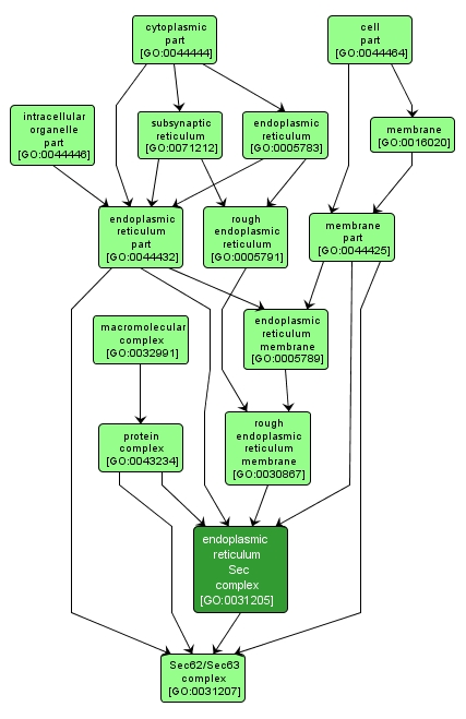 GO:0031205 - endoplasmic reticulum Sec complex (interactive image map)