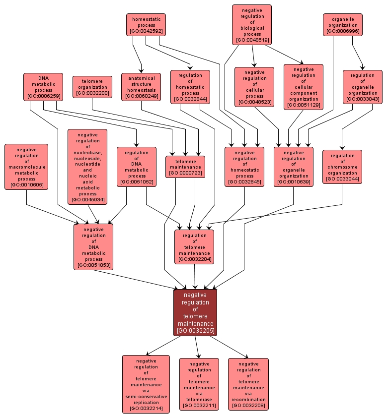 GO:0032205 - negative regulation of telomere maintenance (interactive image map)