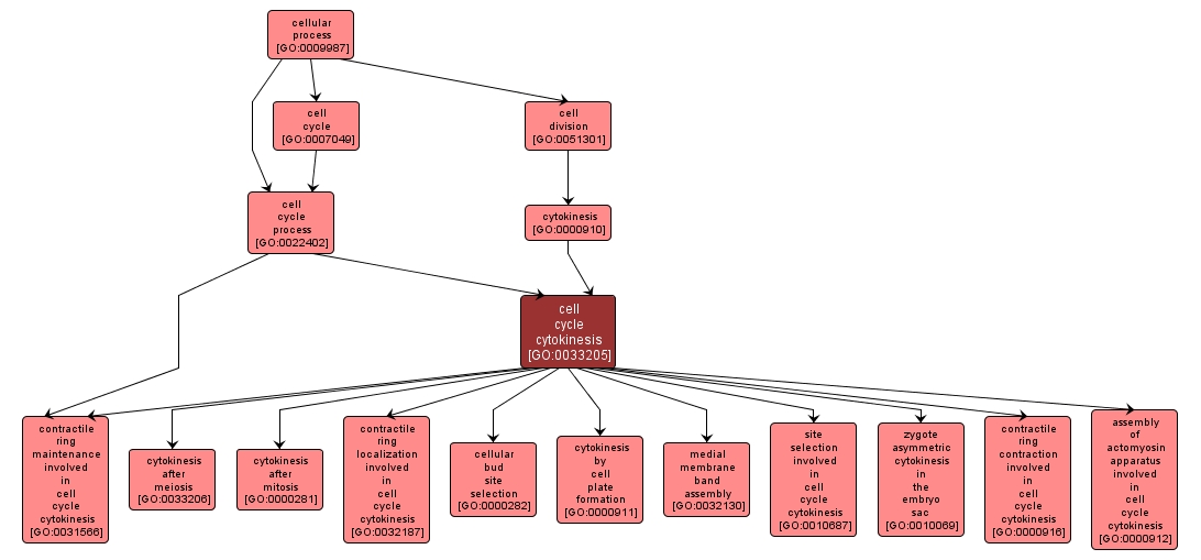 GO:0033205 - cell cycle cytokinesis (interactive image map)