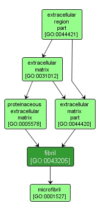 GO:0043205 - fibril (interactive image map)