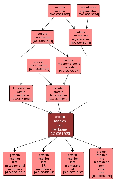 GO:0051205 - protein insertion into membrane (interactive image map)