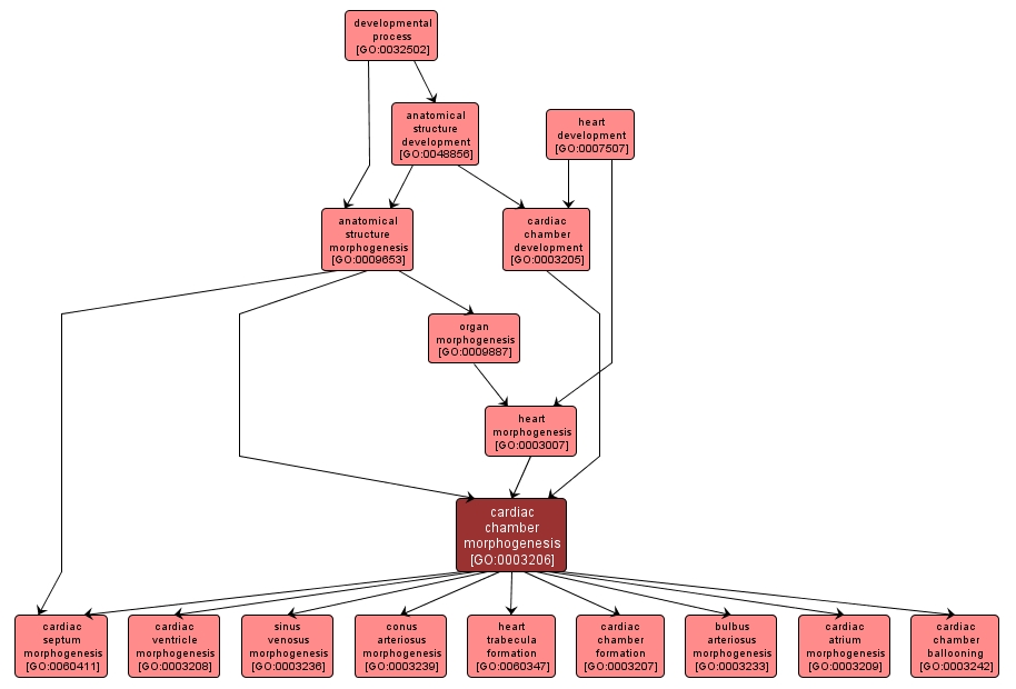 GO:0003206 - cardiac chamber morphogenesis (interactive image map)