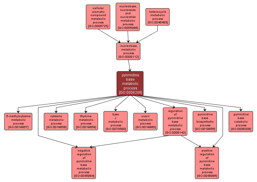 GO:0006206 - pyrimidine base metabolic process (interactive image map)