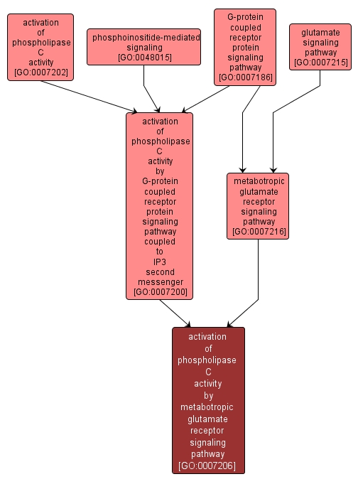 GO:0007206 - activation of phospholipase C activity by metabotropic glutamate receptor signaling pathway (interactive image map)