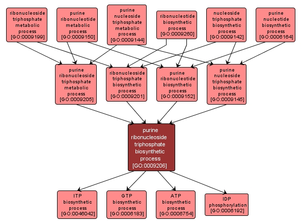 GO:0009206 - purine ribonucleoside triphosphate biosynthetic process (interactive image map)