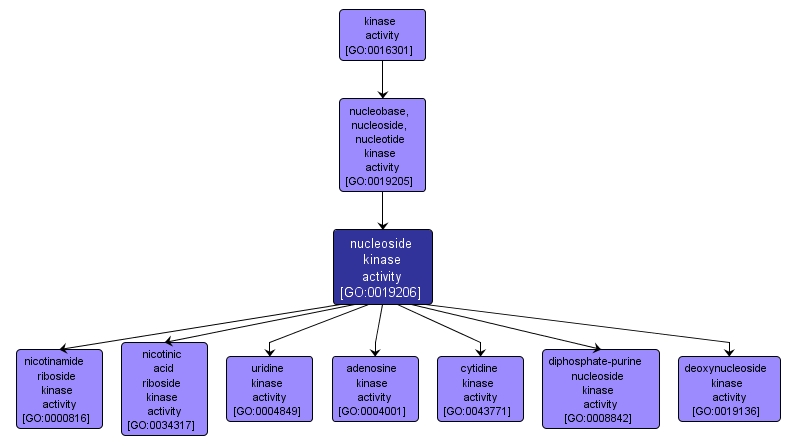 GO:0019206 - nucleoside kinase activity (interactive image map)