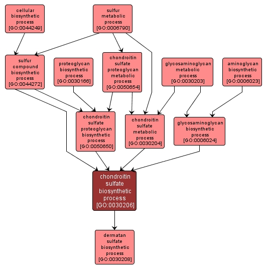 GO:0030206 - chondroitin sulfate biosynthetic process (interactive image map)