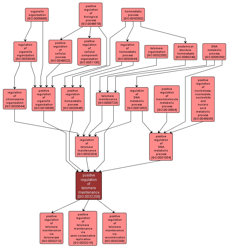 GO:0032206 - positive regulation of telomere maintenance (interactive image map)