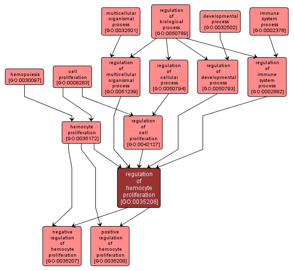 GO:0035206 - regulation of hemocyte proliferation (interactive image map)