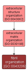 GO:0043206 - fibril organization (interactive image map)