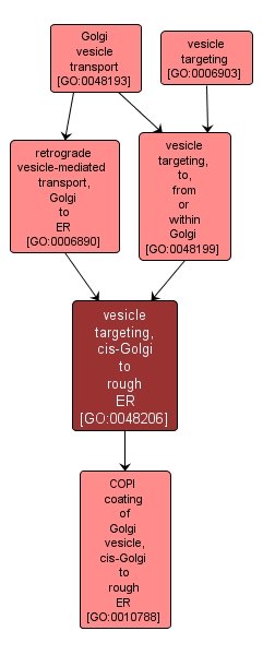 GO:0048206 - vesicle targeting, cis-Golgi to rough ER (interactive image map)