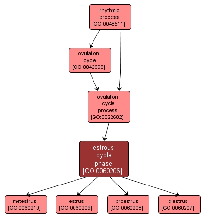 GO:0060206 - estrous cycle phase (interactive image map)