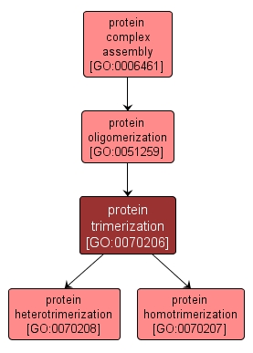 GO:0070206 - protein trimerization (interactive image map)