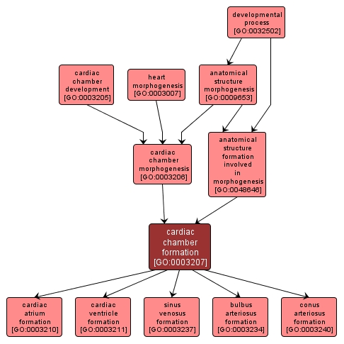 GO:0003207 - cardiac chamber formation (interactive image map)