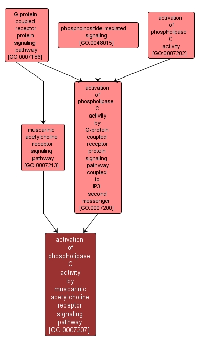 GO:0007207 - activation of phospholipase C activity by muscarinic acetylcholine receptor signaling pathway (interactive image map)