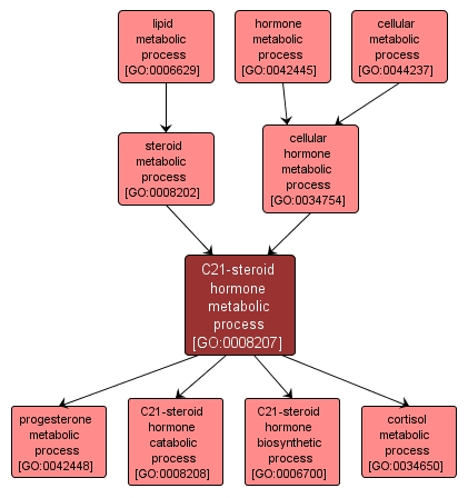 GO:0008207 - C21-steroid hormone metabolic process (interactive image map)