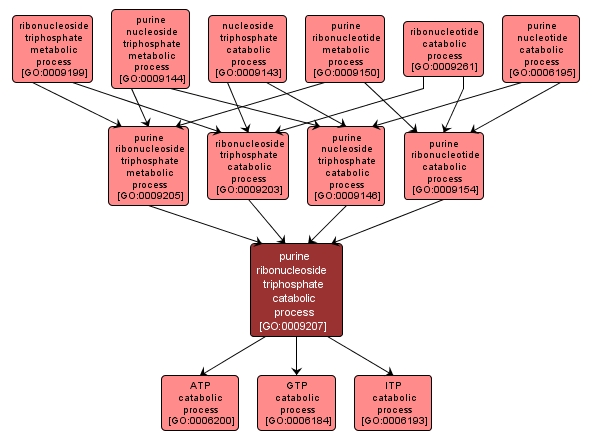 GO:0009207 - purine ribonucleoside triphosphate catabolic process (interactive image map)