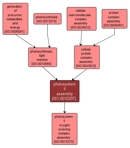 GO:0010207 - photosystem II assembly (interactive image map)