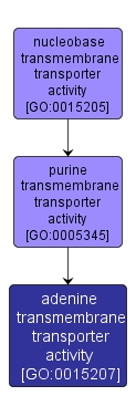 GO:0015207 - adenine transmembrane transporter activity (interactive image map)