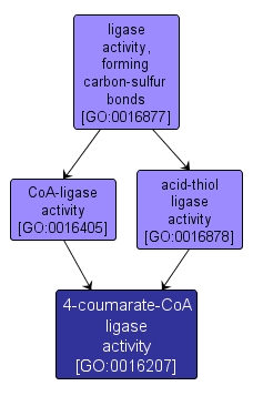 GO:0016207 - 4-coumarate-CoA ligase activity (interactive image map)
