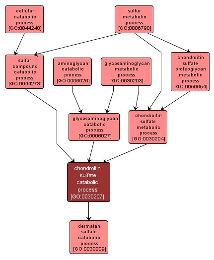 GO:0030207 - chondroitin sulfate catabolic process (interactive image map)