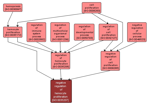 GO:0035207 - negative regulation of hemocyte proliferation (interactive image map)