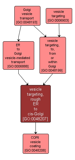 GO:0048207 - vesicle targeting, rough ER to cis-Golgi (interactive image map)